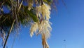Washingtonia palm tree in bloom on a blue sky background in Tenerife