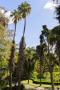 Washingtonia palm tree