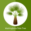 Washingtonia palm tree. Illustration of exotic tropical plant