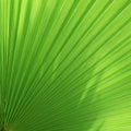 Washingtonia palm tree leaf background. Green tropical background from exotic palm leaf for design template of banner or
