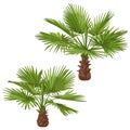 Washingtonia Palm Trees Isolated