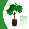 Washingtonia plant in pot banner