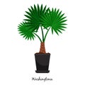 Washingtonia plant in pot