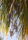 Washingtonia robusta, the Mexican fan palm.