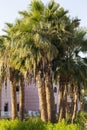 Washingtonia robusta, the Mexican fan palm.