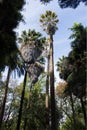 Washingtonia robusta, mexican fan palm or mexican washingtonia, palm, botanic