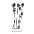 Washingtonia robusta, the Mexican fan palm or Mexican washingtonia trees group silhouette, hand drawn gravure style, vector sketch