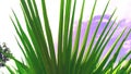 Washingtonia robusta palm leaves Royalty Free Stock Photo