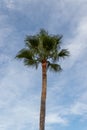 Washingtonia Robusta palm tree, aslo known as Mexican Fan Palm against blue cloudy sky