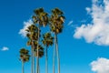 Washingtonia Robusta Palm Trees With Cloudy Sky