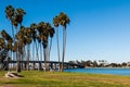 Washingtonia Robusta Palm Trees on Mission Bay in San Diego Royalty Free Stock Photo