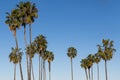 Washingtonia Robusta Palm Trees in San Diego Royalty Free Stock Photo