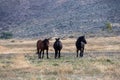 Washoe Lake State Park high desert mustangs