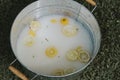 Washtub of Lemons and Milk in Grassy Area