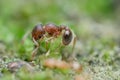 Wasmannia ant on the mossy ground Royalty Free Stock Photo