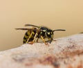 Wasp Royalty Free Stock Photo