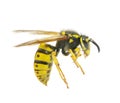 Wasp Royalty Free Stock Photo