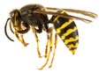 Wasp Royalty Free Stock Photo