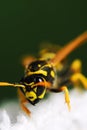 Wasp Royalty Free Stock Photo