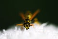 Wasp Royalty Free Stock Photo