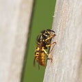 Wasp Royalty Free Stock Photo
