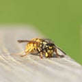 Wasp Royalty Free Stock Photo