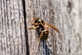 Wasp Royalty Free Stock Photo