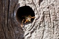 Wasp Royalty Free Stock Photo