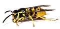 Wasp