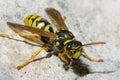 Wasp