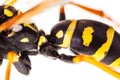 Wasp abdomen detail