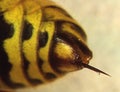 Wasp abdomen with sting
