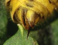 Wasp abdomen with sting