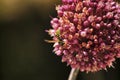 Wasp on Allium flower in the garden