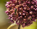Wasp on Allium flower in the garden
