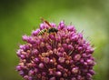 Wasp on Allium flower in the garden