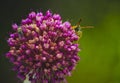 Wasp on Allium flower in the garden