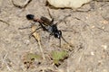 wasp ammophila sand