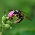 Wasp Apocrita