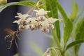 A wasp approaching a group of ants on a milkweed flower