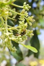 Wasp On Avocado Blossoms