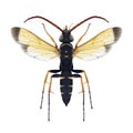 Wasp Batozonellus lacerticida male