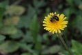 A wasp or bee collects nectar on a yellow dandelion flower. Summer. Green grass background. Small DOF. Copy space Royalty Free Stock Photo