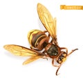 Wasp, bee, hornet. 3d realistic vector