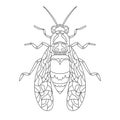 Wasp bee outline realistic. Vector graphic illustration. Summer vector illustration. Coloring book. Hand realistic drawing.