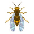 Wasp bee outline realistic. Vector graphic illustration. Summer vector illustration. Coloring book. Hand realistic drawing.