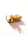 Wasp-bee
