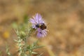 Wasp, bee Scolia hirta feeding on purple flower of a wild thistle Royalty Free Stock Photo