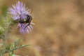 Wasp, bee Scolia hirta feeding on wild thistle flower Royalty Free Stock Photo