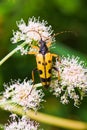 Wasp Beetle Royalty Free Stock Photo